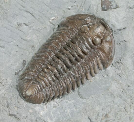 Large Flexicalymene Trilobite From Ohio - #8326